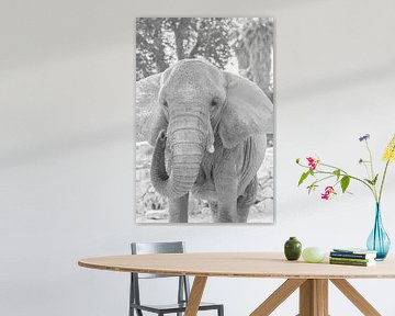 Gros plan sur un éléphant sur DsDuppenPhotography