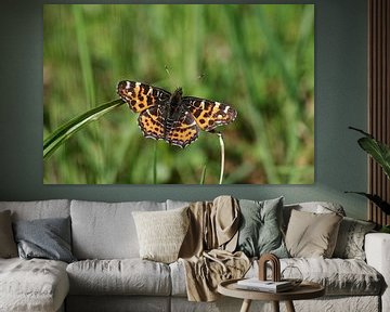 Oranje gevlekte vlinder op een grasspriet van cuhle-fotos