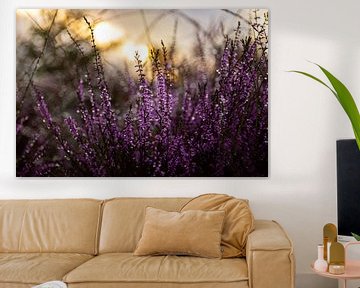 The rising sun behind a heath plant on the Posbank by Erik Groen