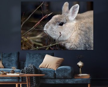 Een konijn knabbelt aan takjes van cuhle-fotos