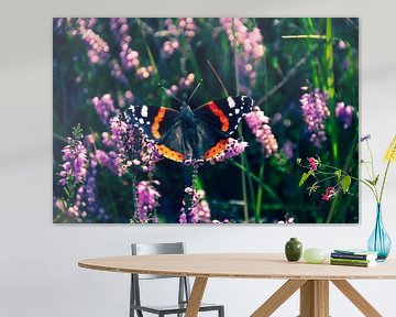 Ein Schmetterling (Atalanta) auf der sonnigen Heide. von Jurjen Jan Snikkenburg