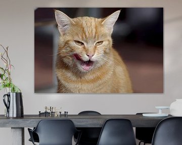 Rode kat die haar mond likt van cuhle-fotos