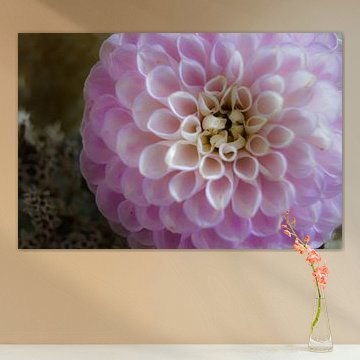 Roze dahlia