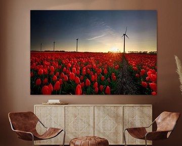 sunset over red tulip field with wind turbines, Holland