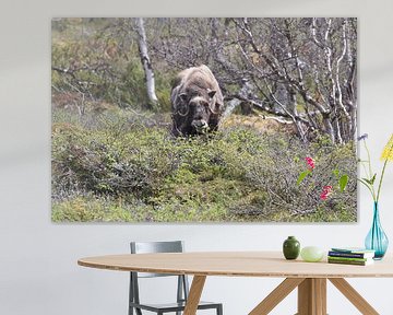 Musk Ox Dovrefjell, Norway by Frank Fichtmüller