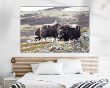 Musk Ox Dovrefjell, Norway by Frank Fichtmüller