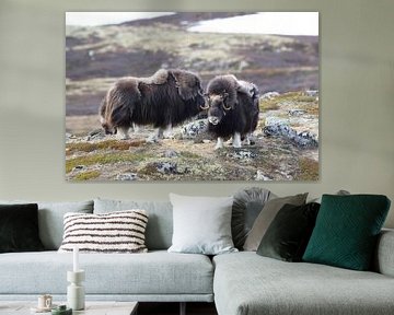 Musk Ox Dovrefjell, Norway by Frank Fichtmüller