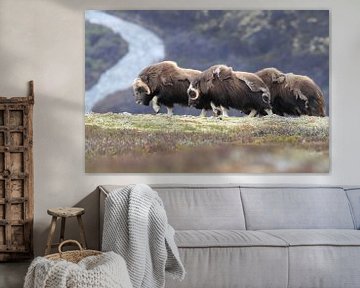 Boeuf musqué dans le parc national de Dovrefjell, dans son habitat naturel, Norvège. sur Frank Fichtmüller