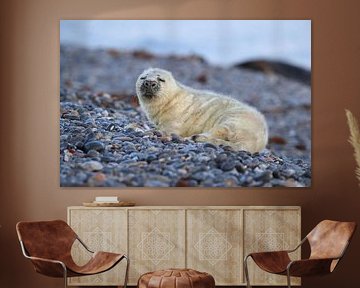 Grijze Zeehond Brul Helgoland Eiland Duitsland