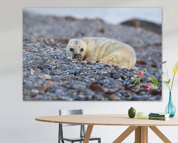 Grijze Zeehond Brul Helgoland Eiland Duitsland