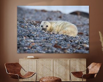 Grijze Zeehond Brul Helgoland Eiland Duitsland