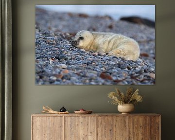 Grijze Zeehond Brul Helgoland Eiland Duitsland