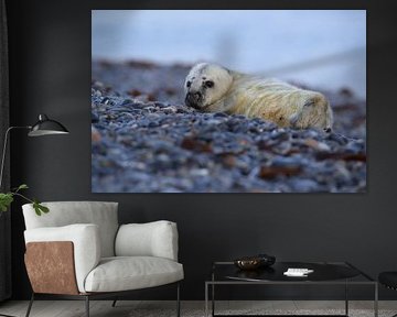 Grijze Zeehond Brul Helgoland Eiland Duitsland
