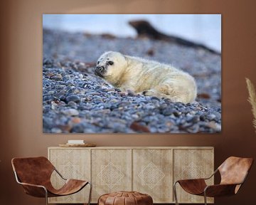 Grijze Zeehond Brul Helgoland Eiland Duitsland