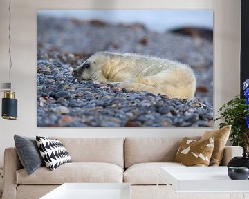 Grijze Zeehond Brul Helgoland Eiland Duitsland