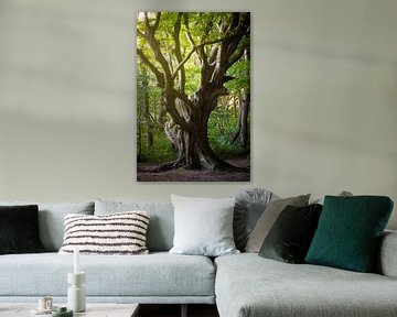 Alter Baum auf Insel Rügen von Martin Wasilewski