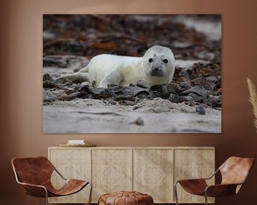 Kegelrobbe Heuler Insel Helgoland Deutschland von Frank Fichtmüller