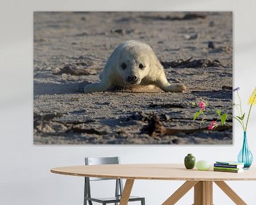 Grijze zeehond (Halichoerus grypus) Pup Helgoland Duitsland van Frank Fichtmüller