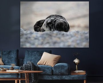 Grey Seal Howler Helgoland Island Germany by Frank Fichtmüller