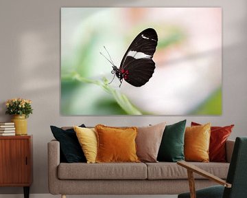 Makro von einem tropischen Heliconius Schmetterling von ManfredFotos