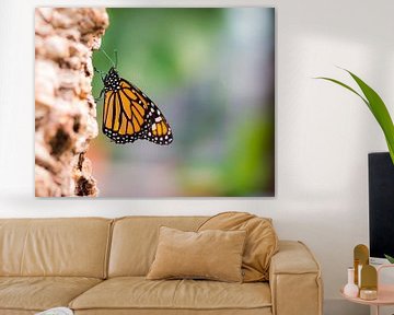 Makro von einem Monarch Schmetterling (Danaus plexippus) von ManfredFotos