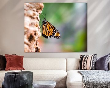 Macro van een monarchvlinder (Danaus plexippus) van ManfredFotos