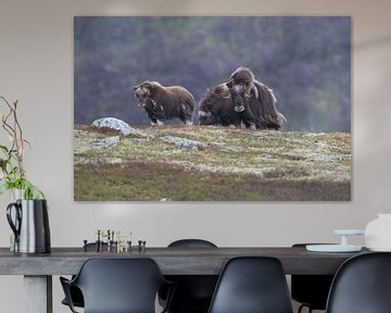 Musk Ox Dovrefjell, Norway by Frank Fichtmüller