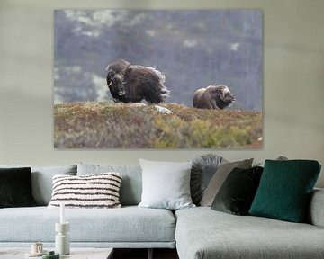 Musk Ox Dovrefjell, Norway by Frank Fichtmüller