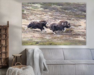 Musk Ox Dovrefjell, Norway