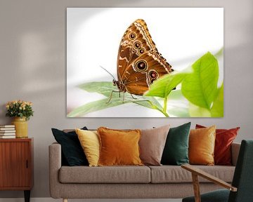Makro von einem tropischen Himmelsfalter Schmetterling von ManfredFotos