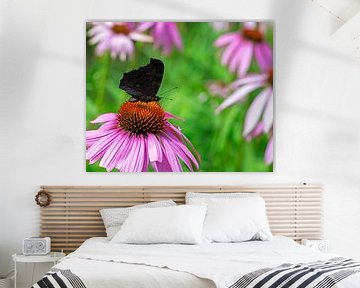 Pauw vlinder op een coneflower van ManfredFotos