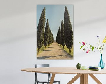 Country road between mediterranean cypress trees by Besa Art