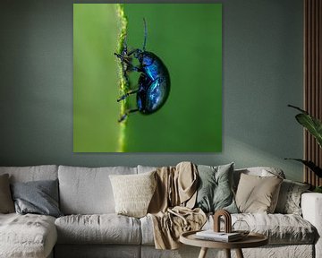 Makro eines blauen Käfers in Grün von Sia Windig