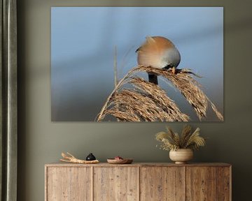 Bearded Tit (Panurus biarmicus) Baden-Württemberg by Frank Fichtmüller