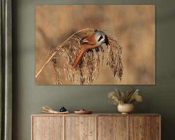 Bearded Tit (Panurus biarmicus) Baden-Württemberg by Frank Fichtmüller
