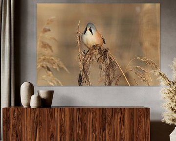 Bearded Tit (Panurus biarmicus) Baden-Württemberg by Frank Fichtmüller