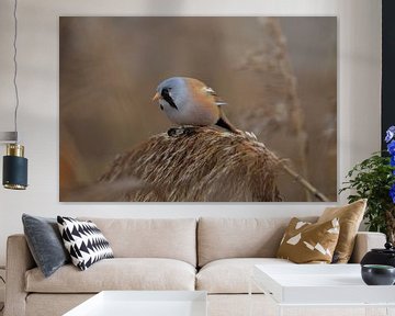 Bearded Tit (Panurus biarmicus) Baden-Württemberg by Frank Fichtmüller