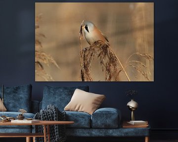 Bearded Tit (Panurus biarmicus) Baden-Württemberg by Frank Fichtmüller