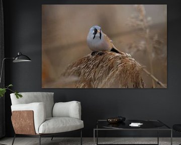 Bearded Tit (Panurus biarmicus) Baden-Württemberg by Frank Fichtmüller