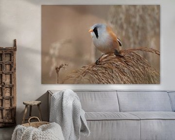 Bearded Tit (Panurus biarmicus) Baden-Württemberg by Frank Fichtmüller