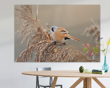 Bearded Tit (Panurus biarmicus) Baden-Württemberg by Frank Fichtmüller