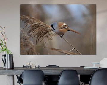 Bearded Tit (Panurus biarmicus) Baden-Württemberg by Frank Fichtmüller