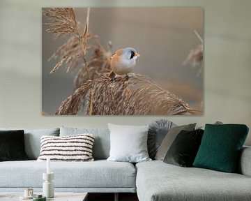 Bearded Tit (Panurus biarmicus) Baden-Württemberg by Frank Fichtmüller