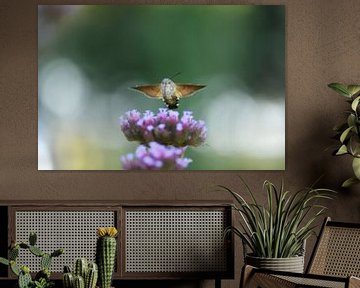Zegening Kolibrievlinder van A. Bles