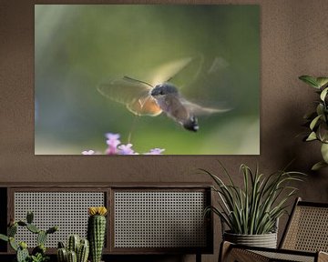 Papillon colibri retardé sur A. Bles