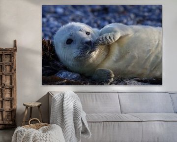 Grey Seal Howler Helgoland Island Germany by Frank Fichtmüller