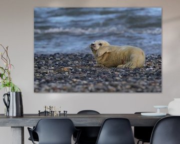 Grey Seal Howler Helgoland Island Germany by Frank Fichtmüller