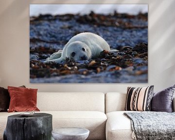 Grey Seal Howler Helgoland Island Germany by Frank Fichtmüller