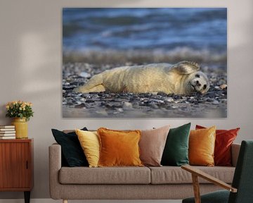 Grey Seal Howler Helgoland Island Germany by Frank Fichtmüller