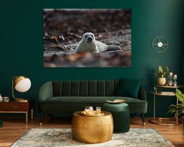 Grey Seal Howler Helgoland Island Germany by Frank Fichtmüller